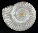 Perisphinctes Ammonite - Jurassic #22819-1